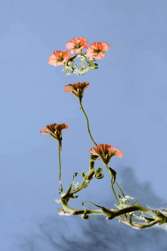 Tropaeolum majus
